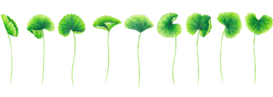 Centella Asiatica