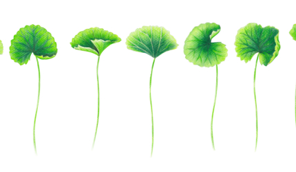 Centella Asiatica