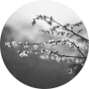 Essenzen